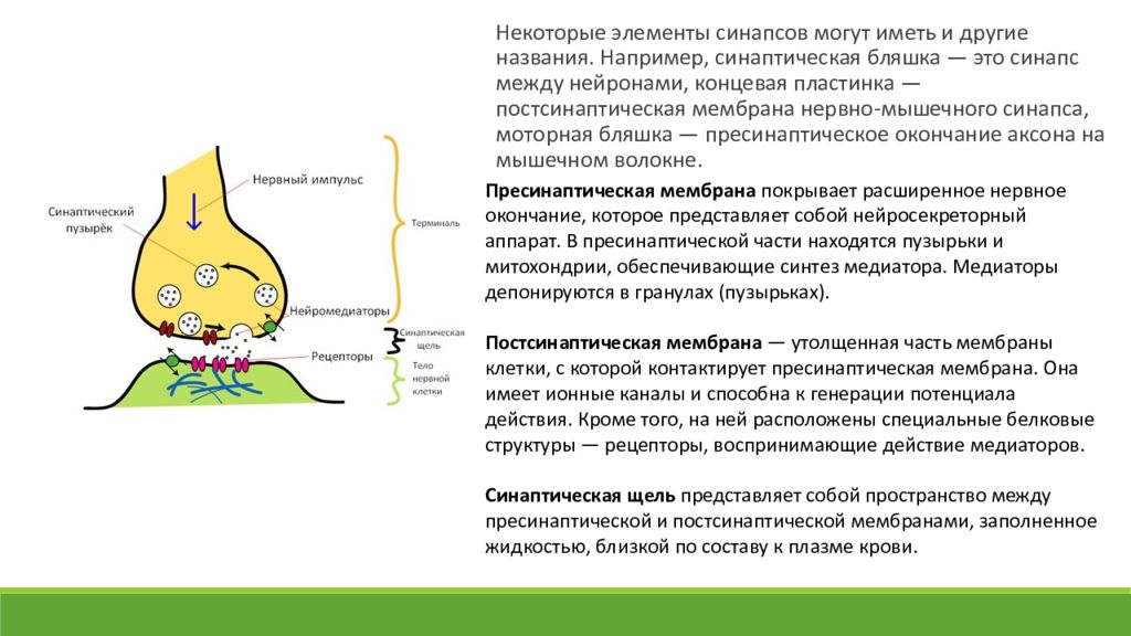 Медиатор нервно мышечного синапса. Виды медиаторов в синапсах. Основной медиатор в нервно-мышечном синапсе. Виды медиаторов в химическом синапсе.