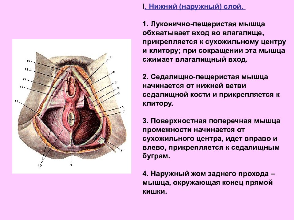 Строение наружных женских половых органов рисунок