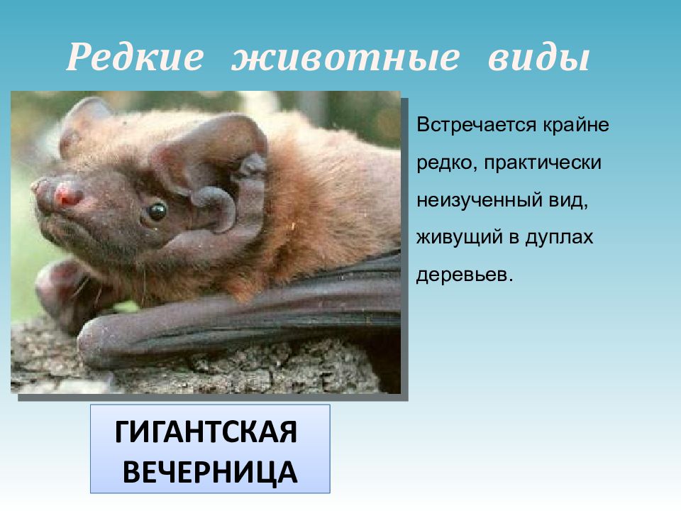 Брянский лес презентация. Гигантская вечерница Брянский лес. Гигантская вечерница описание. Гигантская вечерница доклад. Гигантская вечерница краткое описание.
