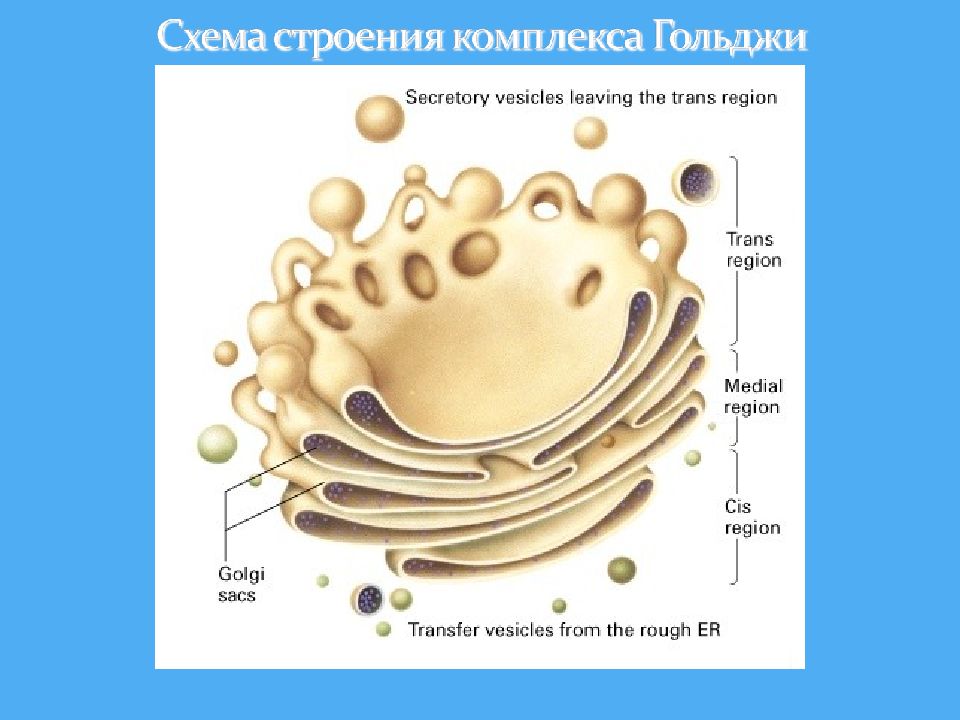 Комплекс гольджи