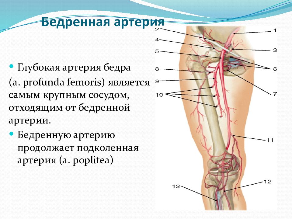 Откуда отходит. Подколенная артерия, a. poplitea. Артерии бедра. Крупная артерия на бедре. Расположение бедренной артерии.