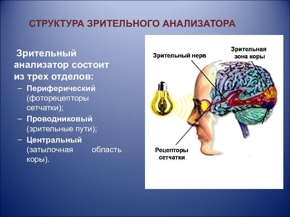 Укажите какие отделы зрительного анализатора отмечены на рисунке цифрами 1 и 2 назовите их функции