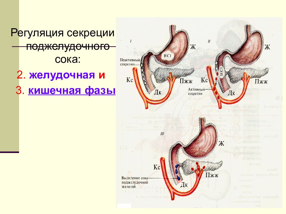 Желудочная фаза желудочной секреции схема