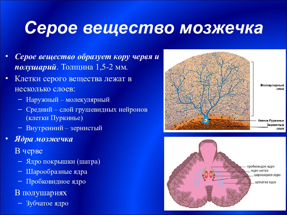 Ткань мозжечка