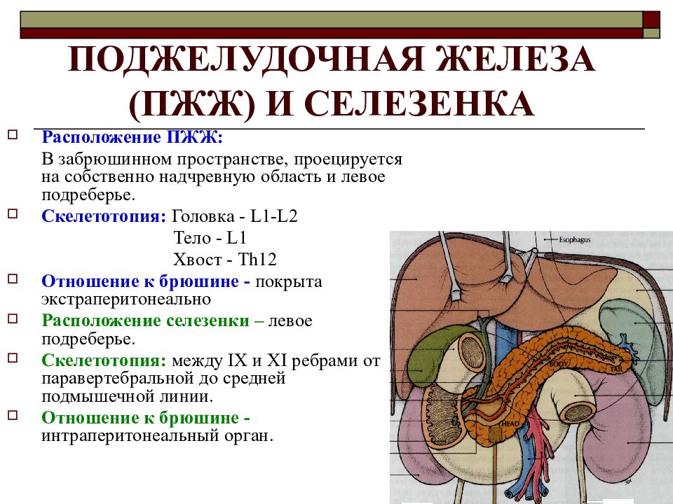 Селезенка на схеме