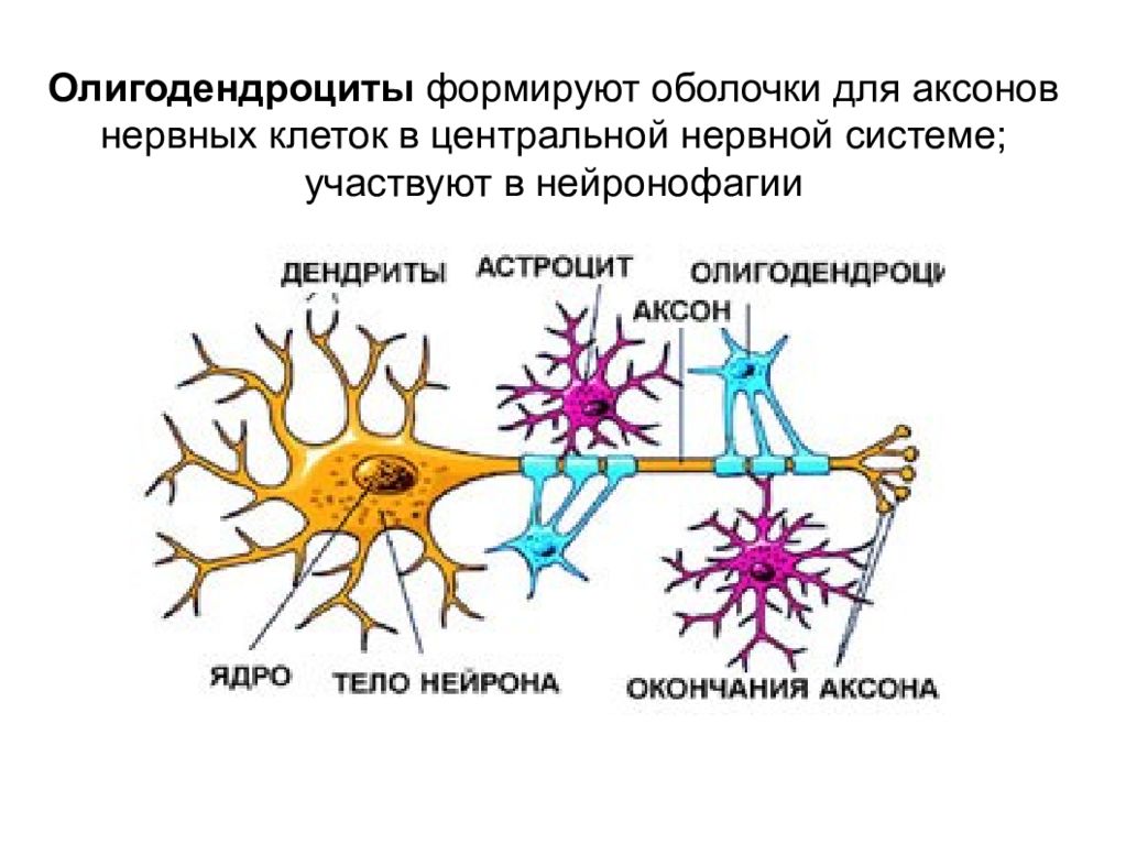 Виды клеток нервной системы. Олигодендроглия строение гистология. Олигодендроглия функции. Нейроны астроциты олигодендроциты. Олигодендроглиоциты функции.