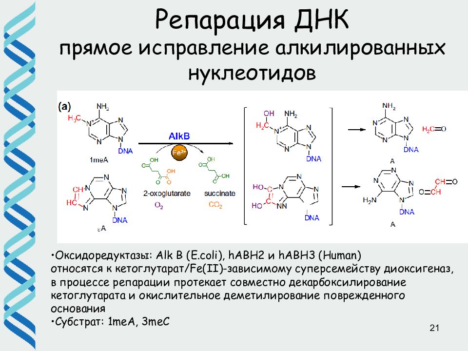 Репарация днк схема