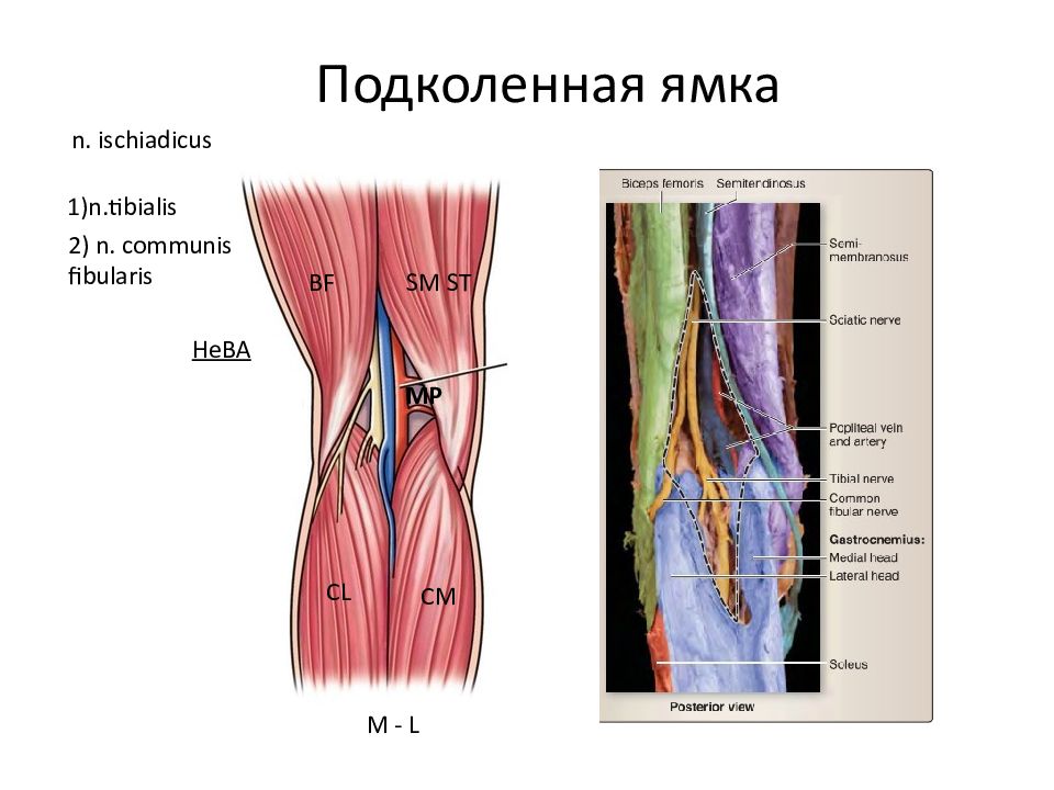 Центр анатомия. N ischiadicus. Ischiadicus. На что делится Fibularis communis.