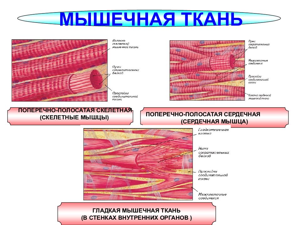 Схема поперечно полосатой мышечной ткани