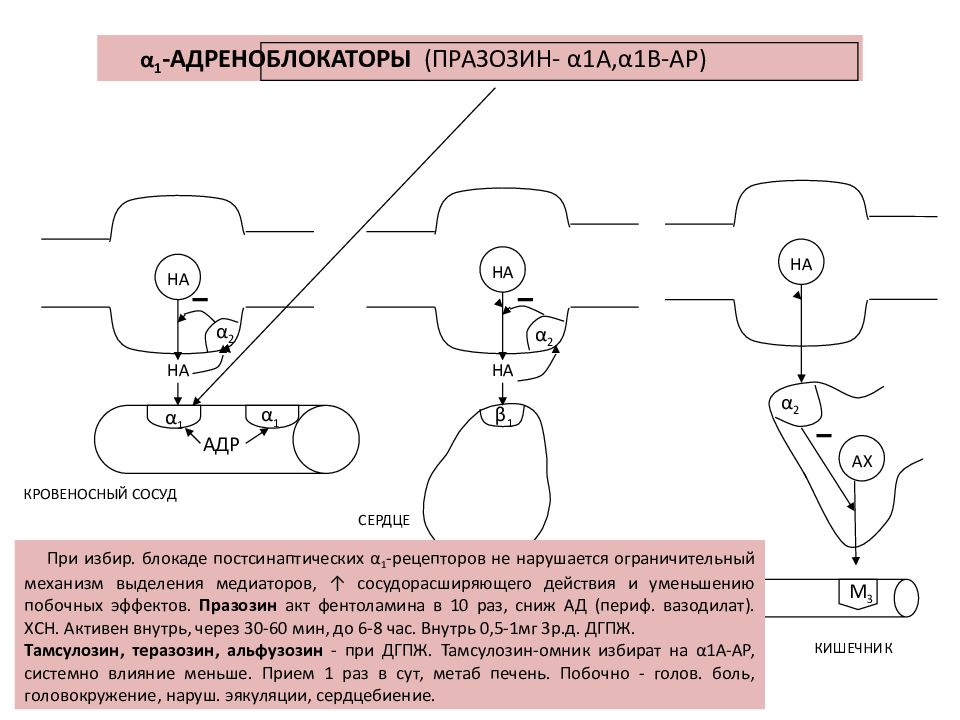 Скор механизм действия. Празозин механизм действия. Адреноблокаторы механизм действия. B1 адреноблокаторы механизм действия картинки. Теразозин механизм действия.