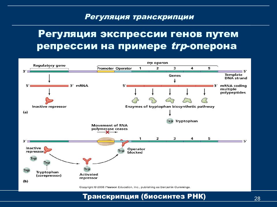 Механизм транскрипции. Синтез РНК ферментом РНК полимеразой. Экспрессия генов у эукариот. Транскрипция Гена эукариот. Экспрессия генов оперона.
