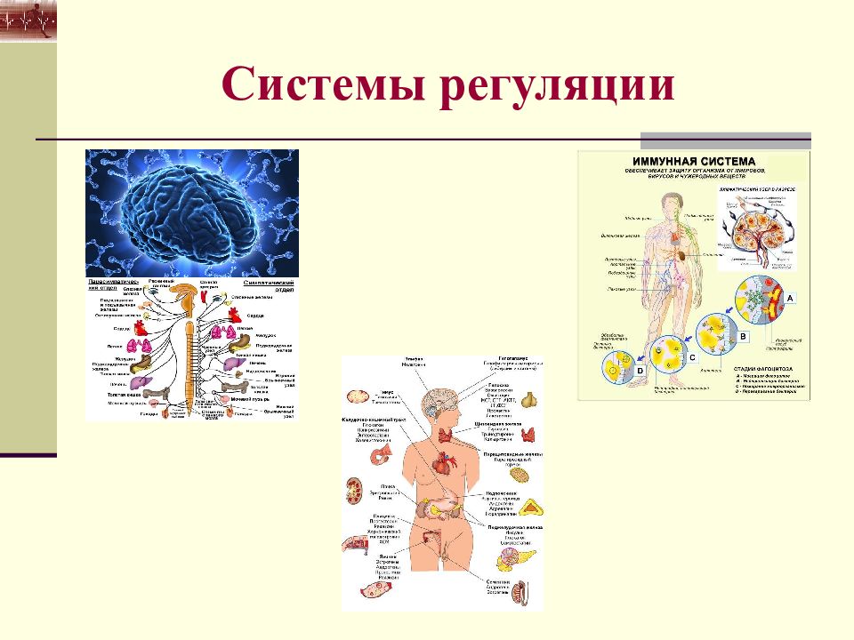 Анатомо физиологические основы мышечной деятельности презентация