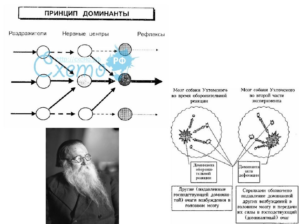 Доминанта картинки биология