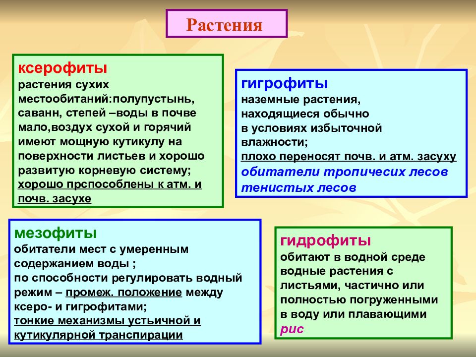 Гидрофиты мезофиты ксерофиты. Мезофиты и ксерофиты примеры. Растения мезофиты ксерофиты и. Гигрофиты мезофиты ксерофиты. Развитие механической ткани мезофитов.
