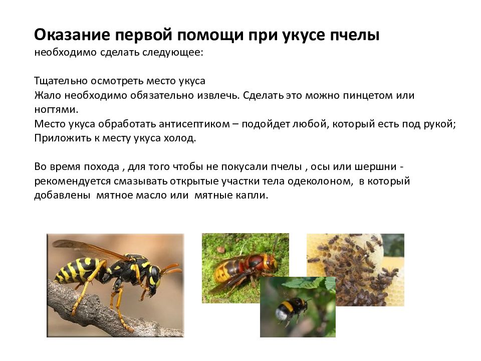 Как избежать укусов ос. Оказание помощи при укусе пчелы. Первая помощь при ужалении пчелой. Памятка помощь при укусе пчелы. Что делать приукусе пчелв.