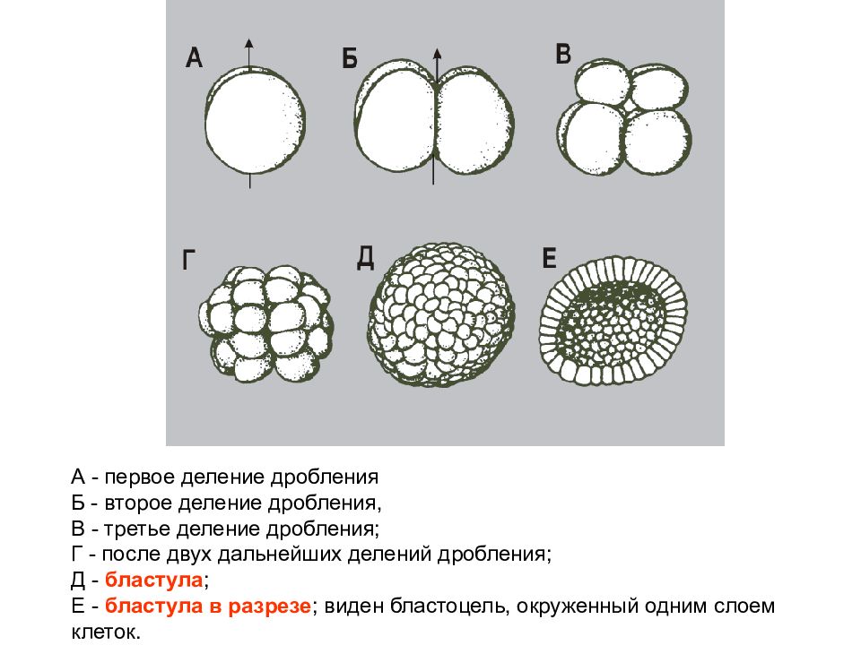 Размер бластулы