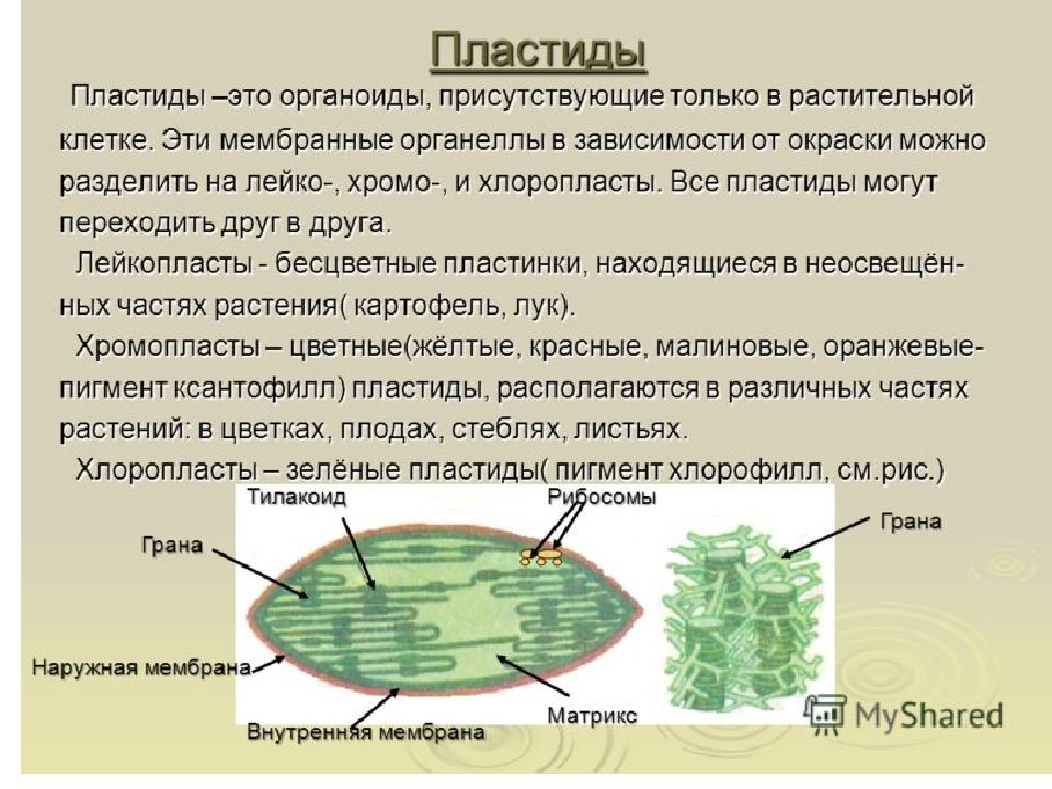 Какие пластиды содержат пигмент хлорофилл. Пластиды органоиды растительных клеток. Пластиды органеллы клетки и их функции. Органоиды растительных клеток хлоропласты. Строение органоида пластиды.