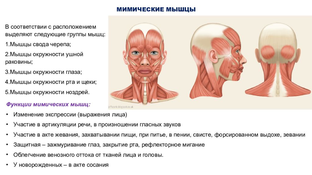 Каковы особенности прикрепления мимических мышц. Строение и функции мимических мышц головы и шеи. Мышцы головы мимические и жевательные функции. Мышцы шеи анатомия таблица расположение и функции. Функции жевательных мышц головы.