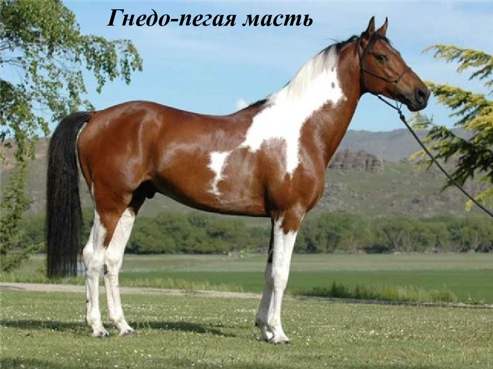 Гнедо-пегая масть