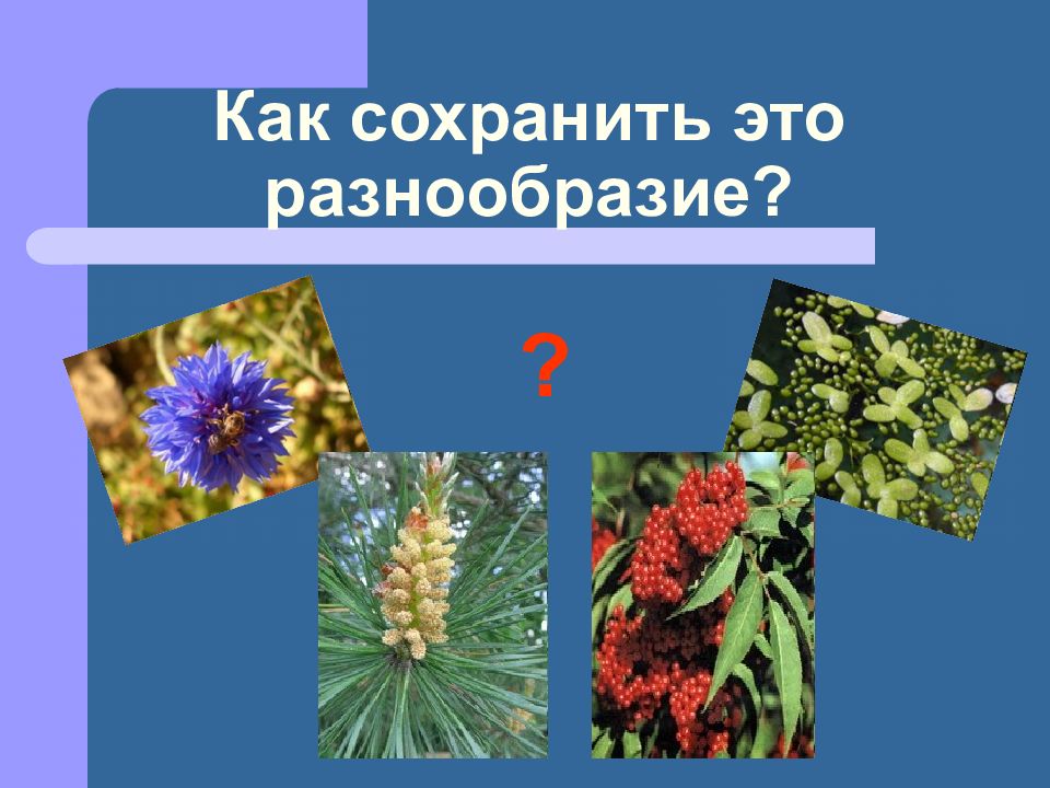 Какие растения называются низшими