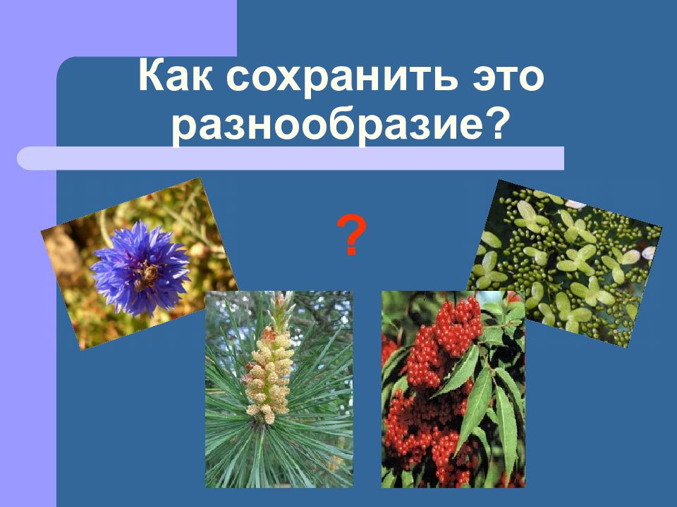 Разнообразие растений презентация. Разнообразие растений в Молдове. Какие растения называют живыми ископаемыми. Почему растения называют живыми ископаемыми.