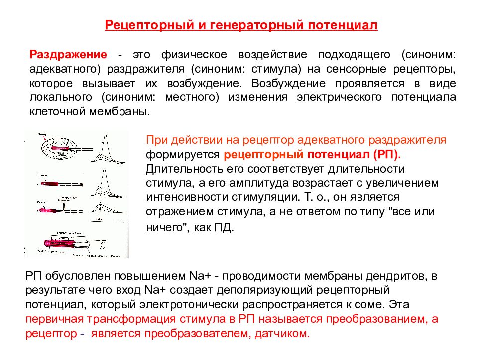 Рецепторы возбуждения. Механизм формирования рецепторного потенциала. Механизм формирования рецепторного потенциала в фоторецепторе. Механизм формирования рецепторного потенциала физиология. Механизм образования рецепторного потенциала.