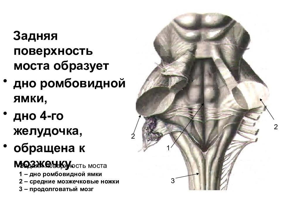 Мост схема строения анатомия