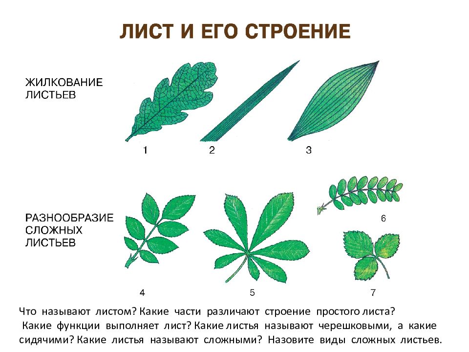 Выбери картинки на которых представлен простой лист