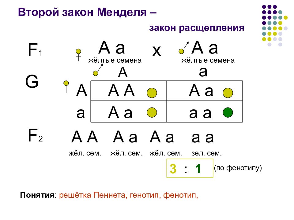 Второй закон менделя схема расщепления