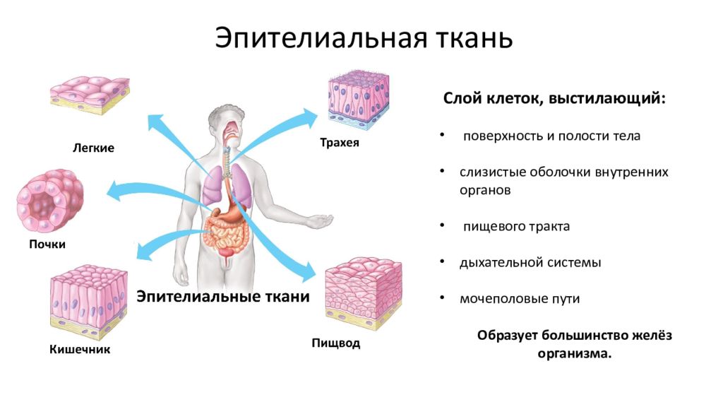 Ткани внутренних органов человека. Расположение эпителиальной ткани в организме человека. Эпителиальная ткань ЕГЭ биология. Местоположение эпителиальной ткани в организме человека. Вид эпителиальной ткани в организме человека.