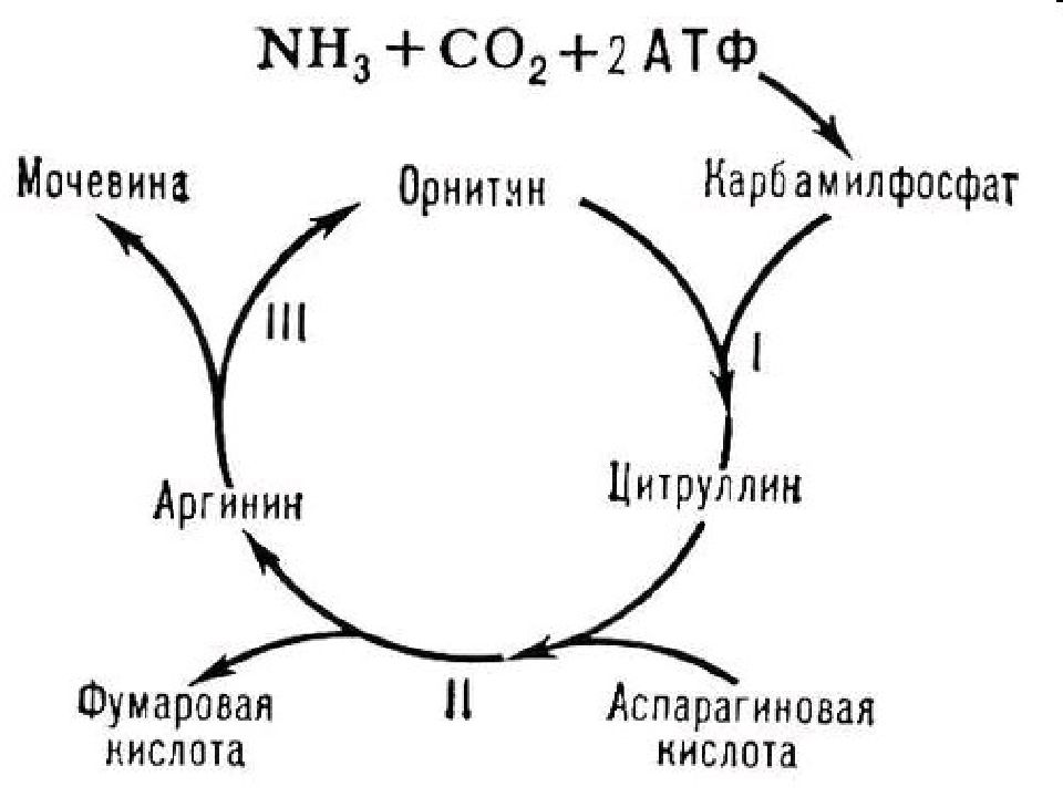 Что представляет собой орнитиновый цикл в биоэнергетическом плане