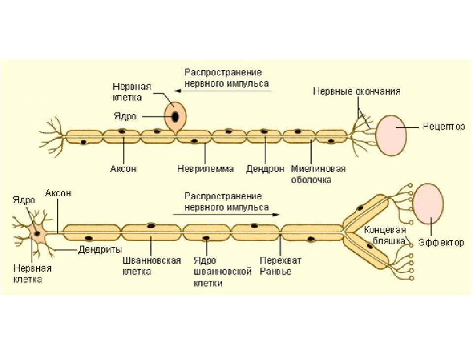 Ткани нервной системы. Распространение нервного импульса. Процесс распространения нервного импульса. Модель распространения нервного импульса. Особенности распространения нервного импульса.