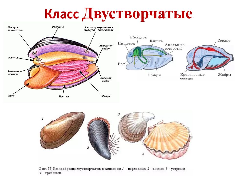 Двустворчатые моллюски строение. Анатомия мидии. Название частей тела двустворчатого моллюска. Строение двухстворчатой моллюски.