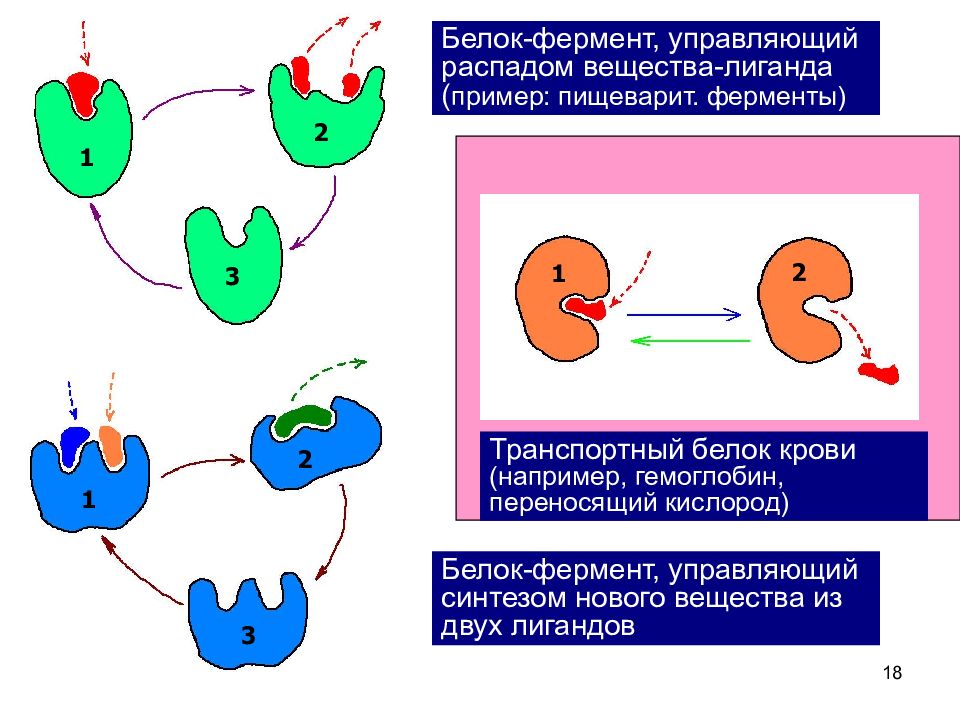 Какая структура у белков ферментов. Белки ферменты. Белки ферменты примеры. Белок и лиганд примеры. Примеры белков ферментов.