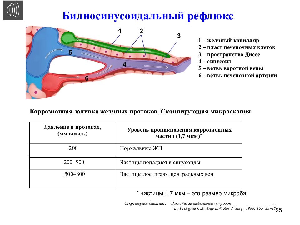 Гнойный холангит презентация