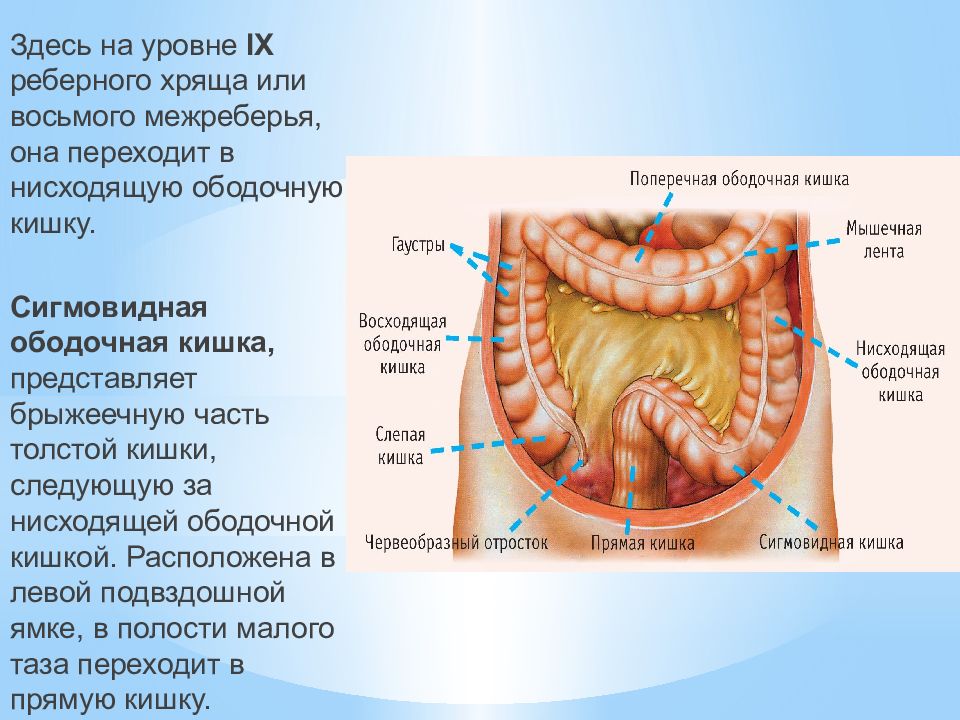 Полость кишечника. Сигмовидная ободочная кишка. Нисходящая ободочная кишка толстой кишки. Сигмовидная ободочная кишка толстой кишки. 16. Гаустры ободочной кишки.