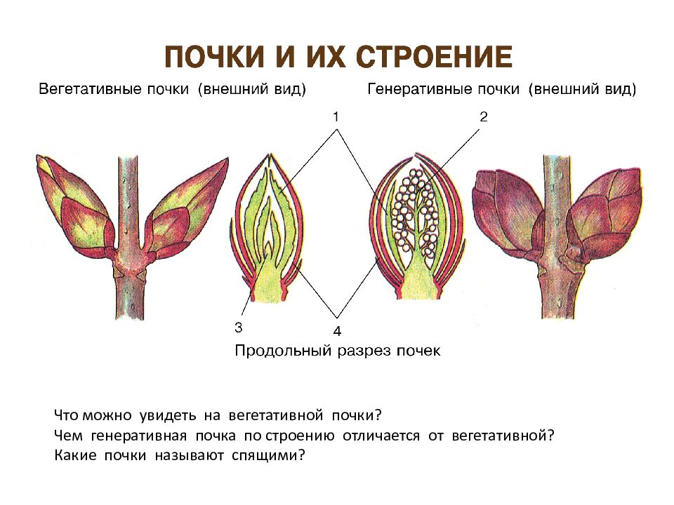 Чем отличается вегетативная почка от генеративной почки