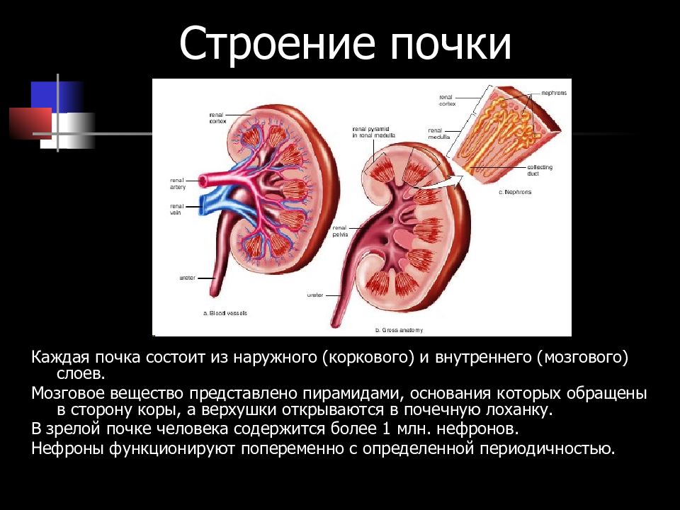 Какие слои почки