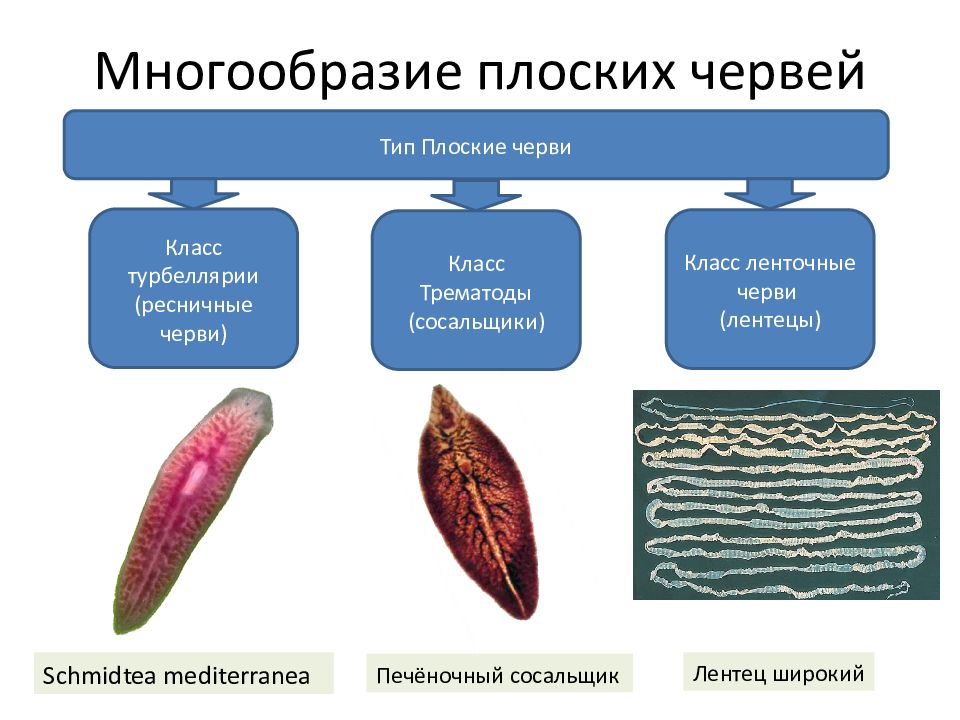 Общая характеристика червей тип плоские черви 7 класс презентация