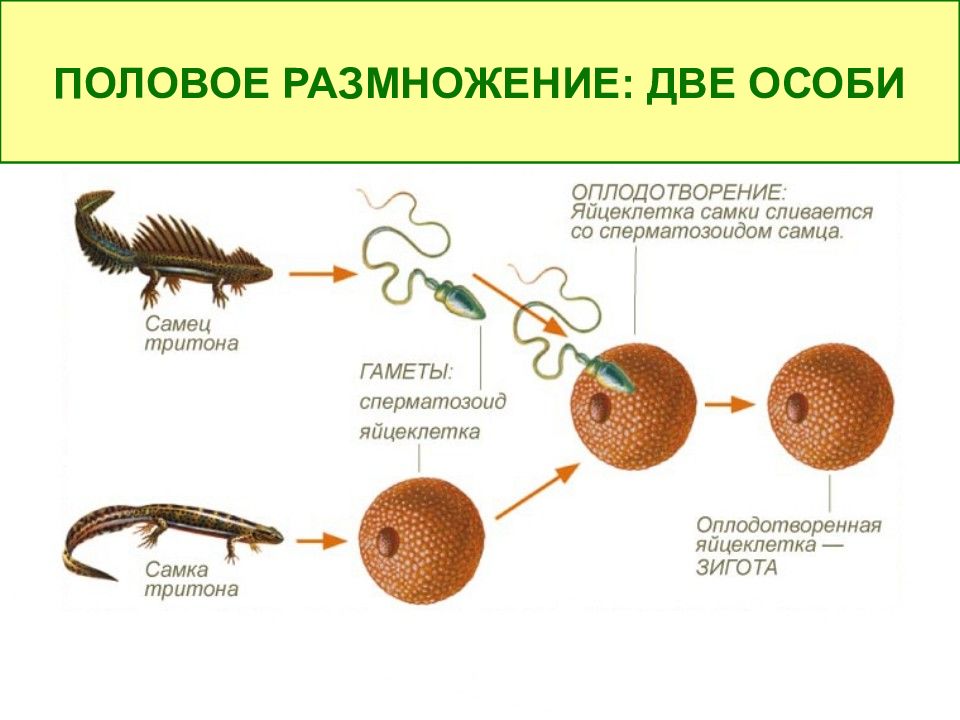 Половое размножение рисунок