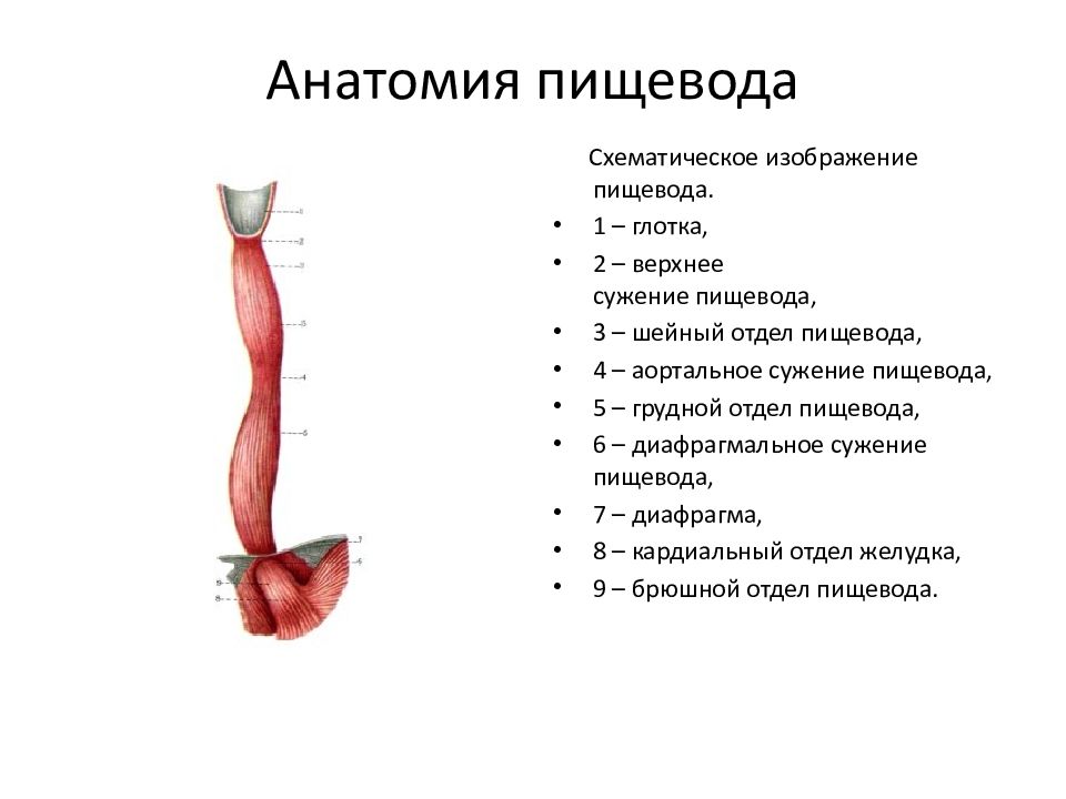 Н пищевода. Анатомическое строение пищевода. Пищевод анатомия строение сужения. Дивертикул пищевода анатомия.