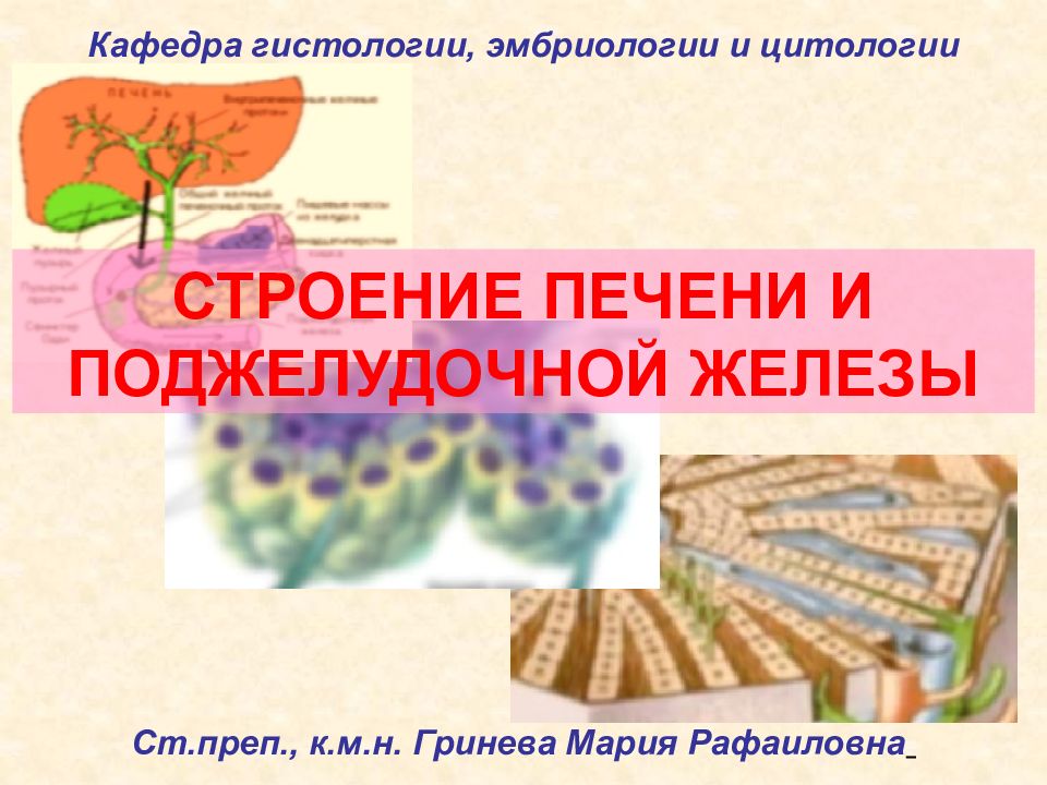 СТРОЕНИЕ ПЕЧЕНИ И ПОДЖЕЛУДОЧНОЙ ЖЕЛЕЗЫ Кафедра гистологии, эмбриологии и
