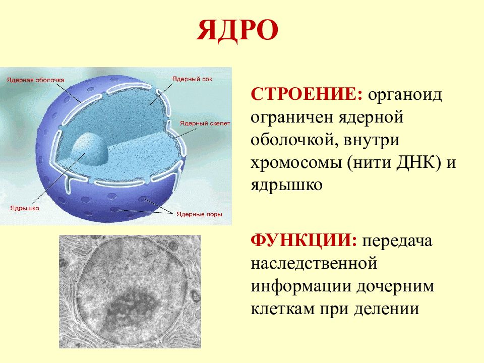 Строение химический состав и жизнедеятельность клетки 8 класс презентация