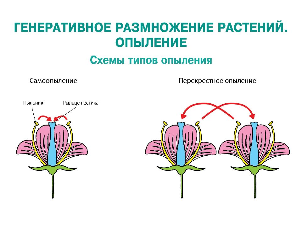 Генеративные люди. Схема типы опыления растений. Опыление цветов схема. Схема опыления цветковых растений. Опыление покрытосеменных растений.