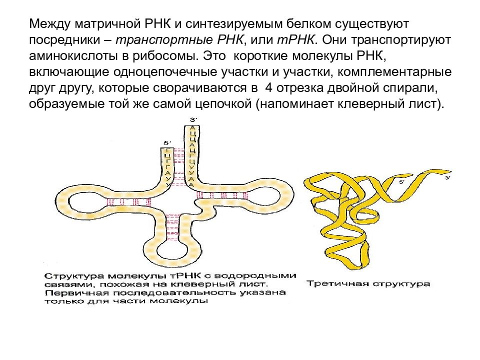 Трнк транспортируют аминокислоты. ТРНК транспортирует аминокислоты. Одноцепочечные молекулы РНК. Короткие одноцепочечные молекулы РНК. Транспортирует аминокислоты к рибосоме.