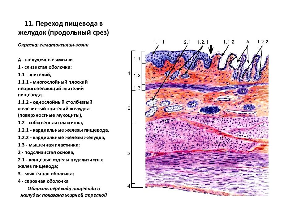 Пищеварительная система презентация гистология