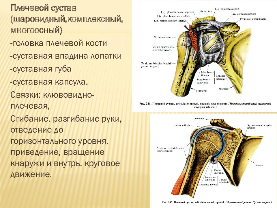 Плечевой сустав характеристика по плану