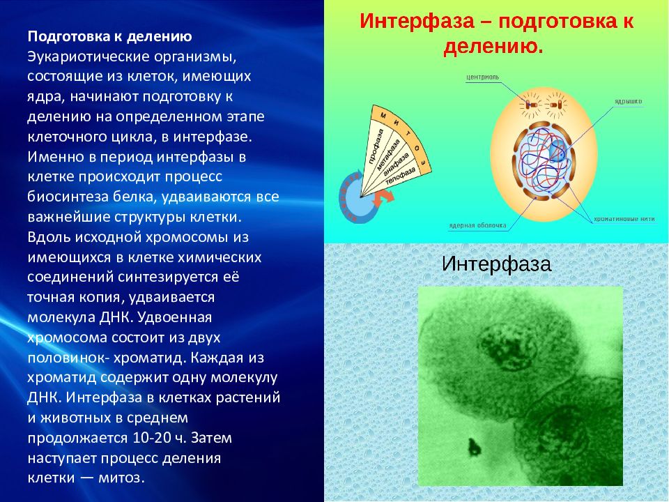 Деление клеток обеспечивает организму. Жизненный цикл клетки интерфаза. Интерфаза ПВК. Жизненный цикл клетки деление клетки. Жизненный цикл клетки интерфаза и митоз.