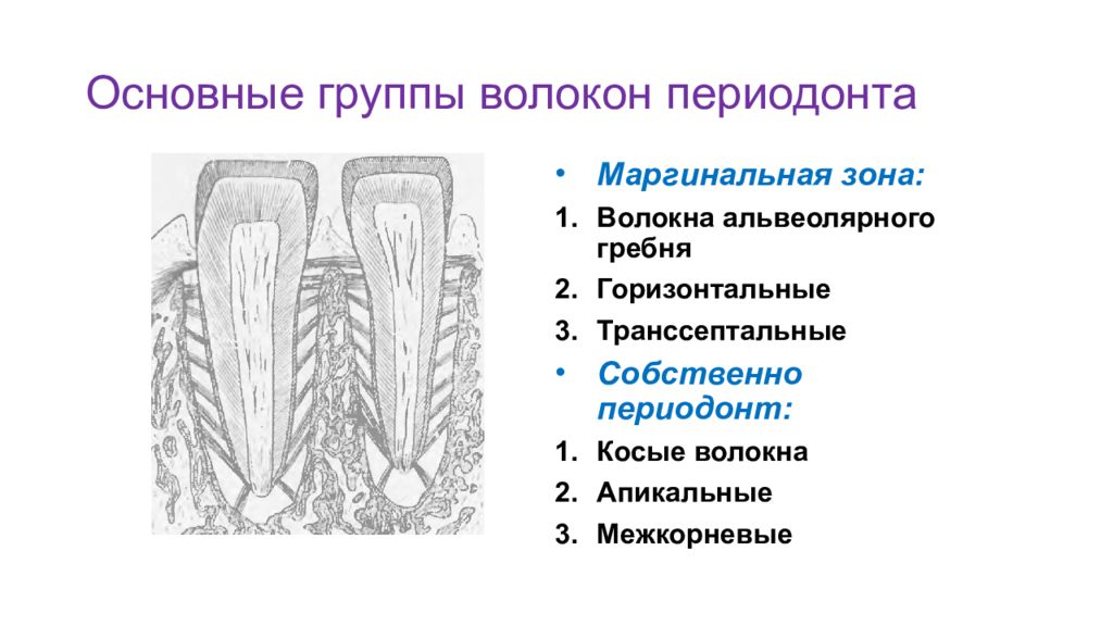 Периодонт. Строение периодонта зуба волокна. Транссептальные волокна периодонта. Схема расположения Пучков коллагеновых волокон в периодонте. Схема основных волокон периодонта.