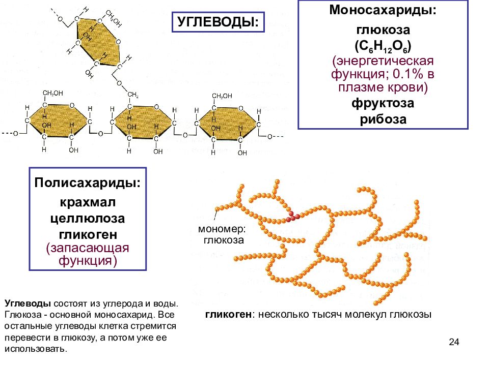 Запасной углеводы животное клетки